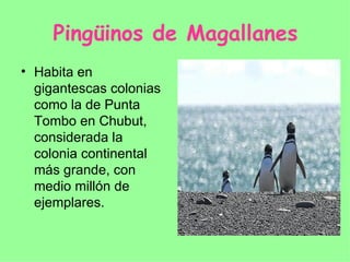 Pingüinos de Magallanes
• Habita en
  gigantescas colonias
  como la de Punta
  Tombo en Chubut,
  considerada la
  colonia continental
  más grande, con
  medio millón de
  ejemplares.
 