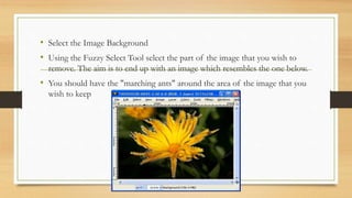 • Select the Image Background
• Using the Fuzzy Select Tool select the part of the image that you wish to
remove. The aim is to end up with an image which resembles the one below.
• You should have the "marching ants" around the area of the image that you
wish to keep
 