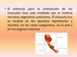 • El estímulo para la contracción de los
músculos lisos está mediado por el sistema
nervioso vegetativo autónomo. El músculo liso
se localiza en los aparatos reproductor y
excretor, en los vasos sanguíneos, en la piel y
en los órganos internos

 