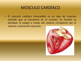 MÚSCULO CARDÍACO
• El músculo cardíaco (miocardio) es un tipo de músculo
estriado que se encuentra en el corazón. Su función es
bombear la sangre a través del sistema circulatorio por el
sistema: contracción-eyección.

 
