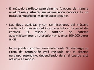 • El músculo cardíaco generalmente funciona de manera
involuntaria y rítmica, sin estimulación nerviosa. Es un
músculo miogénico, es decir, autoexcitable.
• Las fibras estriadas y con ramificaciones del músculo
cardíaco forman una red interconectada en la pared del
corazón.
El
músculo
cardíaco
se
contrae
automáticamente a su propio ritmo, unas 100.000 veces
al día.
• No se puede controlar conscientemente. Sin embargo, su
ritmo de contracción está regulado por el sistema
nervioso autónomo, dependiendo de si el cuerpo está
activo o en reposo

 
