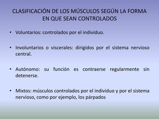 CLASIFICACIÓN DE LOS MÚSCULOS SEGÚN LA FORMA
EN QUE SEAN CONTROLADOS
• Voluntarios: controlados por el individuo.

• Involuntarios o viscerales: dirigidos por el sistema nervioso
central.
• Autónomo: su función es contraerse regularmente sin
detenerse.
• Mixtos: músculos controlados por el individuo y por el sistema
nervioso, como por ejemplo, los párpados

 
