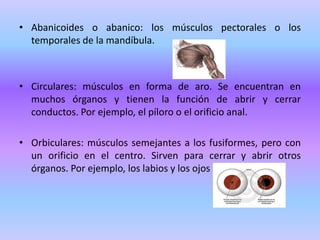 • Abanicoides o abanico: los músculos pectorales o los
temporales de la mandíbula.

• Circulares: músculos en forma de aro. Se encuentran en
muchos órganos y tienen la función de abrir y cerrar
conductos. Por ejemplo, el píloro o el orificio anal.
• Orbiculares: músculos semejantes a los fusiformes, pero con
un orificio en el centro. Sirven para cerrar y abrir otros
órganos. Por ejemplo, los labios y los ojos

 