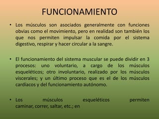 FUNCIONAMIENTO
• Los músculos son asociados generalmente con funciones
obvias como el movimiento, pero en realidad son también los
que nos permiten impulsar la comida por el sistema
digestivo, respirar y hacer circular a la sangre.

• El funcionamiento del sistema muscular se puede dividir en 3
procesos: uno voluntario, a cargo de los músculos
esqueléticos; otro involuntario, realizado por los músculos
viscerales; y un último proceso que es el de los músculos
cardíacos y del funcionamiento autónomo.
• Los
músculos
esqueléticos
caminar, correr, saltar, etc.; en

permiten

 