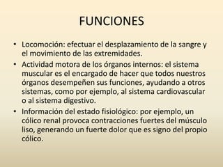 FUNCIONES
• Locomoción: efectuar el desplazamiento de la sangre y
el movimiento de las extremidades.
• Actividad motora de los órganos internos: el sistema
muscular es el encargado de hacer que todos nuestros
órganos desempeñen sus funciones, ayudando a otros
sistemas, como por ejemplo, al sistema cardiovascular
o al sistema digestivo.
• Información del estado fisiológico: por ejemplo, un
cólico renal provoca contracciones fuertes del músculo
liso, generando un fuerte dolor que es signo del propio
cólico.

 