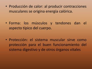 • Producción de calor: al producir contracciones
musculares se origina energía calórica.
• Forma: los músculos y tendones dan el
aspecto típico del cuerpo.
• Protección: el sistema muscular sirve como
protección para el buen funcionamiento del
sistema digestivo y de otros órganos vitales

 