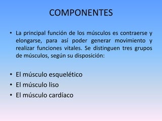 COMPONENTES
• La principal función de los músculos es contraerse y
elongarse, para así poder generar movimiento y
realizar funciones vitales. Se distinguen tres grupos
de músculos, según su disposición:

• El músculo esquelético
• El músculo liso
• El músculo cardíaco

 