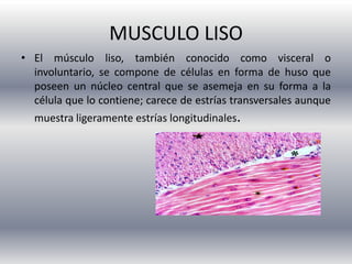 MUSCULO LISO
• El músculo liso, también conocido como visceral o
involuntario, se compone de células en forma de huso que
poseen un núcleo central que se asemeja en su forma a la
célula que lo contiene; carece de estrías transversales aunque
muestra ligeramente estrías longitudinales.

 