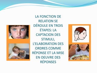 LA FONCTION DE
RELATION SE
DÉROULE EN TROIS
ÉTAPES: LA
CAPTACION DES
STIMULI,
L’ELABORATION DES
ORDRES COMME
RÉPONSE ET LA MISE
EN OEUVRE DES
RÉPONSES