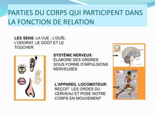 PARTIES DU CORPS QUI PARTICIPENT DANS
LA FONCTION DE RELATION
LES SENS: LA VUE , L’OUÏE,
L’ODORAT, LE GOÛT ET LE
TOUCHER
SYSTÈME NERVEUX:
ÉLABORE DES ORDRES
SOUS FORME D’IMPULSIONS
NERVEUSES
L’APPAREIL LOCOMOTEUR:
REÇOIT LES ORDES DU
CERVEAU ET POSE NOTRE
CORPS EN MOUVEMENT