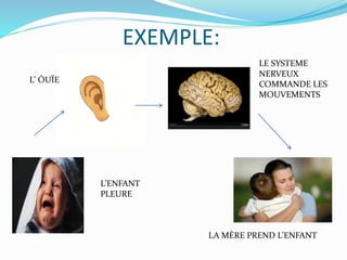 EXEMPLE:
L’ENFANT
PLEURE
L’ ÓUÏE
LE SYSTEME
NERVEUX
COMMANDE LES
MOUVEMENTS
LA MÈRE PREND L’ENFANT