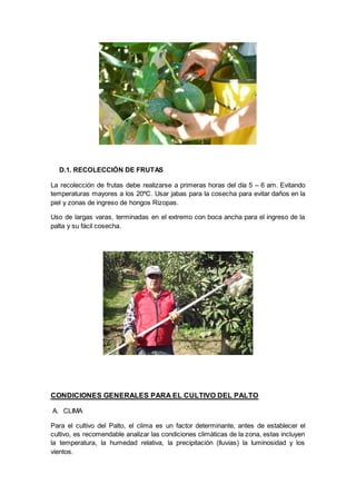 D.1. RECOLECCIÓN DE FRUTAS
La recolección de frutas debe realizarse a primeras horas del día 5 – 6 am. Evitando
temperaturas mayores a los 20ºC. Usar jabas para la cosecha para evitar daños en la
piel y zonas de ingreso de hongos Rizopas.
Uso de largas varas, terminadas en el extremo con boca ancha para el ingreso de la
palta y su fácil cosecha.
CONDICIONES GENERALES PARA EL CULTIVO DEL PALTO
A. CLIMA
Para el cultivo del Palto, el clima es un factor determinante, antes de establecer el
cultivo, es recomendable analizar las condiciones climáticas de la zona, estas incluyen
la temperatura, la humedad relativa, la precipitación (lluvias) la luminosidad y los
vientos.
 