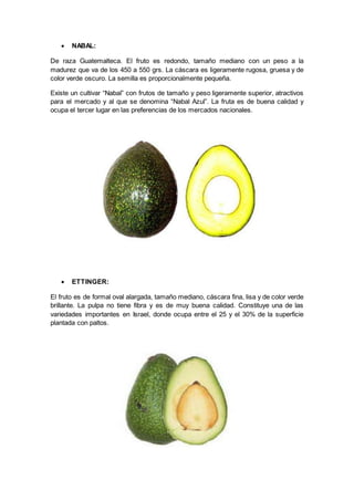  NABAL:
De raza Guatemalteca. El fruto es redondo, tamaño mediano con un peso a la
madurez que va de los 450 a 550 grs. La cáscara es ligeramente rugosa, gruesa y de
color verde oscuro. La semilla es proporcionalmente pequeña.
Existe un cultivar “Nabal” con frutos de tamaño y peso ligeramente superior, atractivos
para el mercado y al que se denomina “Nabal Azul”. La fruta es de buena calidad y
ocupa el tercer lugar en las preferencias de los mercados nacionales.
 ETTINGER:
El fruto es de formal oval alargada, tamaño mediano, cáscara fina, lisa y de color verde
brillante. La pulpa no tiene fibra y es de muy buena calidad. Constituye una de las
variedades importantes en Israel, donde ocupa entre el 25 y el 30% de la superficie
plantada con paltos.
 
