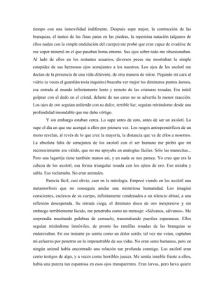 tiempo con una inmovilidad indiferente. Después supe mejor, la contracción de las
branquias, el tanteo de las finas patas en las piedras, la repentina natación (algunos de
ellos nadan con la simple ondulación del cuerpo) me probó que eran capaz de evadirse de
ese sopor mineral en el que pasaban horas enteras. Sus ojos sobre todo me obsesionaban.
Al lado de ellos en los restantes acuarios, diversos peces me mostraban la simple
estupidez de sus hermosos ojos semejantes a los nuestros. Los ojos de los axolotl me
decían de la presencia de una vida diferente, de otra manera de mirar. Pegando mi cara al
vidrio (a veces el guardián tosía inquieto) buscaba ver mejor los diminutos puntos áureos,
esa entrada al mundo infinitamente lento y remoto de las criaturas rosadas. Era inútil
golpear con el dedo en el cristal, delante de sus caras no se advertía la menor reacción.
Los ojos de oro seguían ardiendo con su dulce, terrible luz; seguían mirándome desde una
profundidad insondable que me daba vértigo.
       Y sin embargo estaban cerca. Lo supe antes de esto, antes de ser un axolotl. Lo
supe el día en que me acerqué a ellos por primera vez. Los rasgos antropomórficos de un
mono revelan, al revés de lo que cree la mayoría, la distancia que va de ellos a nosotros.
La absoluta falta de semejanza de los axolotl con el ser humano me probó que mi
reconocimiento era válido, que no me apoyaba en analogías fáciles. Sólo las manecitas...
Pero una lagartija tiene también manos así, y en nada se nos parece. Yo creo que era la
cabeza de los axolotl, esa forma triangular rosada con los ojitos de oro. Eso miraba y
sabía. Eso reclamaba. No eran animales.
       Parecía fácil, casi obvio, caer en la mitología. Empecé viendo en los axolotl una
metamorfosis que no conseguía anular una misteriosa humanidad. Los imaginé
conscientes, esclavos de su cuerpo, infinitamente condenados a un silencio abisal, a una
reflexión desesperada. Su mirada ciega, el diminuto disco de oro inexpresivo y sin
embargo terriblemente lúcido, me penetraba como un mensaje: «Sálvanos, sálvanos». Me
sorprendía musitando palabras de consuelo, transmitiendo pueriles esperanzas. Ellos
seguían mirándome inmóviles; de pronto las ramillas rosadas de las branquias se
enderezaban. En ese instante yo sentía como un dolor sordo; tal vez me veían, captaban
mi esfuerzo por penetrar en lo impenetrable de sus vidas. No eran seres humanos, pero en
ningún animal había encontrado una relación tan profunda conmigo. Los axolotl eran
como testigos de algo, y a veces como horribles jueces. Me sentía innoble frente a ellos,
había una pureza tan espantosa en esos ojos transparentes. Eran larvas, pero larva quiere
 
