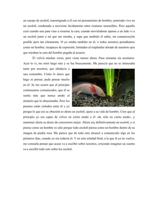 un cuerpo de axolotl, transmigrado a él con mi pensamiento de hombre, enterrado vivo en
un axolotl, condenado a moverme lúcidamente entre criaturas insensibles. Pero aquello
cesó cuando una pata vino a rozarme la cara, cuando moviéndome apenas a un lado vi a
un axolotl junto a mí que me miraba, y supe que también él sabía, sin comunicación
posible pero tan claramente. O yo estaba también en él, o todos nosotros pensábamos
como un hombre, incapaces de expresión, limitados al resplandor dorado de nuestros ojos
que miraban la cara del hombre pegada al acuario.
       Él volvió muchas veces, pero viene menos ahora. Pasa semanas sin asomarse.
Ayer lo vi, me miró largo rato y se fue bruscamente. Me pareció que no se interesaba
tanto por nosotros, que obedecía a
una costumbre. Como lo único que
hago es pensar, pude pensar mucho
en él. Se me ocurre que al principio
continuamos comunicados, que él se
sentía más que nunca unido al
misterio que lo obsesionaba. Pero los
puentes están cortados entre él y yo
porque lo que era su obsesión es ahora un axolotl, ajeno a su vida de hombre. Creo que al
principio yo era capaz de volver en cierto modo a él -ah, sólo en cierto modo-, y
mantener alerta su deseo de conocernos mejor. Ahora soy definitivamente un axolotl, y si
pienso como un hombre es sólo porque todo axolotl piensa como un hombre dentro de su
imagen de piedra rosa. Me parece que de todo esto alcancé a comunicarle algo en los
primeros días, cuando yo era todavía él. Y en esta soledad final, a la que él ya no vuelve,
me consuela pensar que acaso va a escribir sobre nosotros, creyendo imaginar un cuento
va a escribir todo esto sobre los axolotl.
 