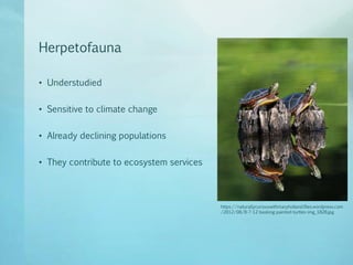 Herpetofauna
• Understudied
• Sensitive to climate change
• Already declining populations
• They contribute to ecosystem s...