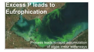 Excess P leads to
Eutrophication
Process leads to rapid accumulation
of algae in our waterwaysImage Source: NASA Earth Obs...