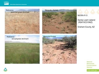 Reference
perennial grass dominant
Mesquite Eroded
Mesquite - Native
Reference
annual grass dominant
MLRA 41-3
Sandy Loam Upland
(R041XC319AZ)
Graham County, AZ
 