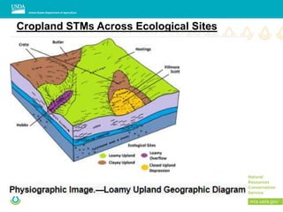 Cropland STMs Across Ecological Sites
 