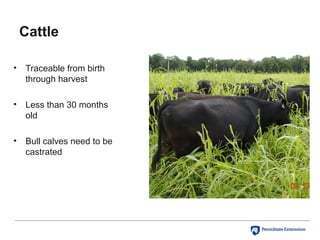 Cattle
• Traceable from birth
through harvest
• Less than 30 months
old
• Bull calves need to be
castrated
 