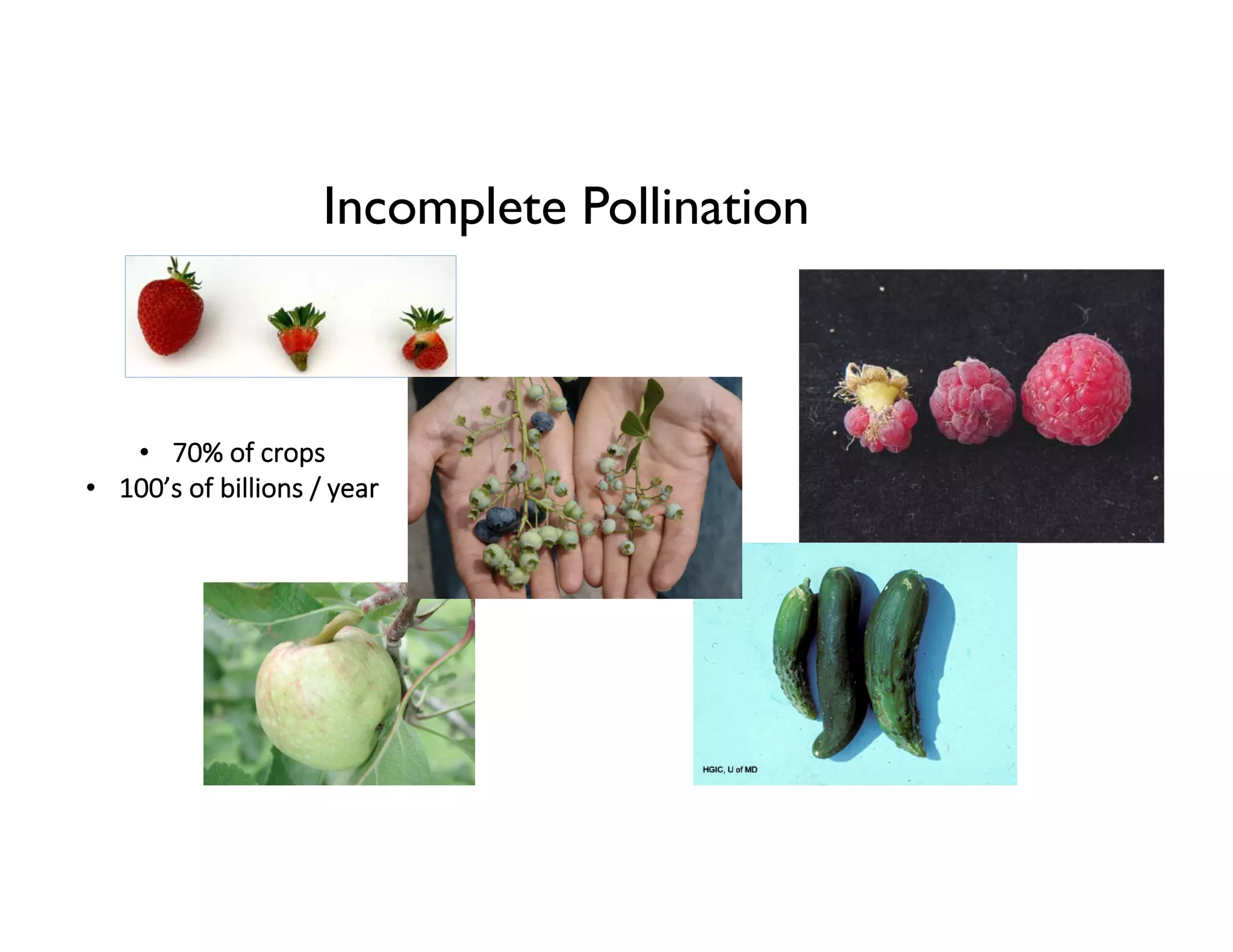 Incomplete Pollination
• 70% of crops
• 100’s of billions / year
 