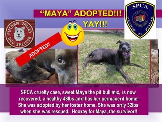 ““MAYA” ADOPTED!!!MAYA” ADOPTED!!!
ADOPTED!!
YAY!!!YAY!!!
SPCA cruelty case, sweet Maya the pit bull mix, is nowSPCA cruelty case, sweet Maya the pit bull mix, is now
recovered, a healthy 48lbs and has her permanent home!recovered, a healthy 48lbs and has her permanent home!
She was adopted by her foster home. She was only 32lbsShe was adopted by her foster home. She was only 32lbs
when she was rescued. Hooray for Maya, the survivor!!when she was rescued. Hooray for Maya, the survivor!!
 