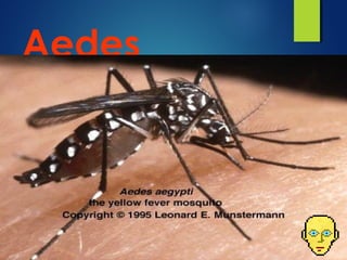 Aedes
aegypti
 