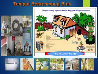 Tempat Berkembang BiakTempat Berkembang Biak
NO NYAMUK = NO DBD
 