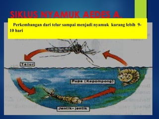 SIKLUS NYAMUK AEDES A.
Perkembangan dari telur sampai menjadi nyamuk kurang lebih 9-
10 hari
 