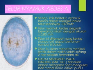 TELUR NYAMUK AEDES A.
 Setiap kali bertelur, nyamuk
betina dapat mengeluarkan
telur sebanyak 100 butir
 Telur nyamuk Aedes aegypti
berwarna hitam dengan ukuran
± 0.80 mm
 Telur ini ditempat yang kering
(tanpa air) dapat bertahan
sampai 6 bulan.
 Telur itu akan menetas menjadi
jentik dalam waktu lebih kurang
2 hari setelah terendam air.
 DAPAT MENEMPEL PADA
DINDING BAK DLL ( hal inilah
alasan mengapa saat menguras
bak mandi harus disikat pula )
 