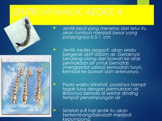JENTIK NYAMUK AEDES A
 Jentik kecil yang menetas dari telur itu
akan tumbuh menjadi besar yang
panjangnya 0.5-1 cm
 Jentik Aedes aegypti akan selalu
bergerak aktif dalam air. Geraknya
berulang-ulang dari bawah ke atas
permukaan air untuk bernafas
(mengambil udara) kemudian turun,
kembali ke bawah dan seterusnya.
 Pada waktu istirahat, posisinya hampir
tegak lurus dengan permukaan air.
Biasanya berada di sekitar dinding
tempat penampungan air
 Setelah 6-8 hari jentik itu akan
berkembang/berubah menjadi
kepompong.
 