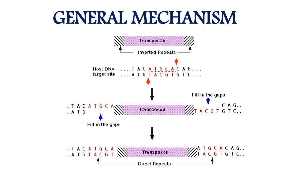 type of genes jumping genes