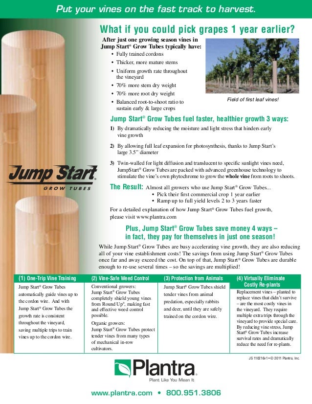 Vineyard Growth Tips Jump Start With Grow Tubes!