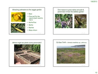 1/6/2013



     Attracting pollinators to the veggie garden                                                                                      One reason to grow native annuals &
                                                                                                                                      perennials in/near the edibles garden
                                                                                        Bees
                                                                                        Flies and fly-like
                                                                                         insects (next month’s
                                                                                         topic)
 http://www.ars.usda.gov/is/graphics/photos/nov08/d1275-1.htm
                                                                                        Butterflies
                                                                                        Moths
                                                                                        Beetles
                                                                                                                         http://www.laspilitas.com/garden/august-native-garden-flowers-pictures.htm



                                                                                        Many others
http://www.ehow.com/how_8036705_do-flowers-blossomed-summer-squash.html                                © Project SOUND                                                                                © Project SOUND




     Where might we plants some perennials?                                                                                   CA Sea Thrift – Armeria maritima ssp. californica




                                                                                                                                  © 2007 Neal Kramer
             http://blog.gardenerd.com/2007/10/13/raised-beds--part-1-materials.aspx
                                                                                                       © Project SOUND                                                                                © Project SOUND




                                                                                                                                                                                                                             10
 