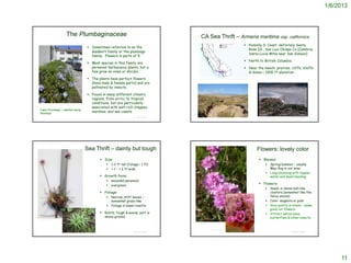 1/6/2013



                                       The Plumbaginaceae                                                              CA Sea Thrift – Armeria maritima ssp. californica
                                                                                                                                                                                         Possibly S. Coast; definitely Santa
                                                                  Sometimes referred to as the
                                                                                                                                                                                          Rosa Isl., San Luis Obispo Co (Cambria;
                                                                   leadwort family or the plumbago
                                                                                                                                                                                          Santa Lucia Mtns near San Simeon)
                                                                   family. Flowers in parts of 5.
                                                                                                                                                                                         North to British Columbia
                                                                  Most species in this family are
                                                                   perennial herbaceous plants, but a                                                                                    Near the beach: prairies, cliffs, bluffs
                                                                   few grow as vines or shrubs.                                                                                           & dunes < 1000 ft elevation
                                                                  The plants have perfect flowers                    http://ucjeps.berkeley.edu/cgi-bin/get_JM_treatment.pl?5645,5646,0,5647


                                                                   (have male & female parts) and are
                                                                   pollinated by insects.

                                                                  Found in many different climatic
                                                                   regions, from arctic to tropical
http://www.hear.org/starr/images/image/?q=031108-0160&o=plants
                                                                   conditions, but are particularly
                                                                   associated with salt-rich steppes,
 Cape Plumbago – planted along
 freeways
                                                                   marshes, and sea coasts.
                                                                                                © Project SOUND                                                                                                                              © Project SOUND
                                                                                                                    © 2011 Chris Winchell                                                        Charles Webber © California Academy of Sciences




                                                                 Sea Thrift – dainty but tough                                                                                                  Flowers: lovely color
                                                                         Size:                                                                                                                   Blooms:
                                                                               1-2 ft tall (foliage < 1 ft)                                                                                                   Spring/summer – usually
                                                                               ~ 1 – 1 ½ ft wide                                                                                                               May-Aug in our area
                                                                                                                                                                                                               Long-blooming with regular
                                                                         Growth form:                                                                                                                          water and dead-heading
                                                                               mounded perennial
                                                                               evergreen
                                                                                                                                                                                                  Flowers:
                                                                                                                                                                                                               Small; in dense ball-like
                                                                         Foliage:                                                                                                                              clusters (somewhat like the
                                                                               Narrow, stiff leaves –                                                                                                          fancy onions)
                                                                                somewhat grass-like                                                                                                            Color: magenta or pink
                                                                               Foliage in basal rosette                                                                                                       Very pretty in bloom – make
                                                                                                                                                                                                                good cut flowers
                                                                         Roots: tough & woody; part is                                                                                                        Attract native bees,
                                                                           above-ground                                                                                                                         butterflies & other insects
© 2011 Chris Winchell

                                                                                                                  © 2007 Neal Kramer



                                                                                                                                    © 2004, Ben Legler
                                                                                                © Project SOUND                                                                                                                              © Project SOUND
                                   © 2007 Neal Kramer




                                                                                                                                                                                                                                                                    11
 