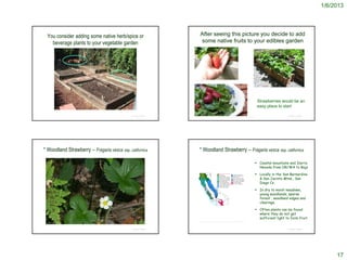 1/6/2013




  You consider adding some native herb/spice or                         After seeing this picture you decide to add
    beverage plants to your vegetable garden                            some native fruits to your edibles garden




                                                                http://bumblelush.blogspot.com/2012/05/strawberry-season-is-here.html




                                                                                                                                                               Strawberries would be an
                                                                                                                                                               easy place to start

                                              © Project SOUND                                                                                                                  © Project SOUND
                                                                 http://www.dailyunadventuresincooking.com/2010/07/strawberry-and-arugula-salad-recipe.html/




* Woodland Strawberry – Fragaria vesca ssp. californica                * Woodland Strawberry – Fragaria vesca ssp. californica

                                                                                                                                                            Coastal mountains and Sierra
                                                                                                                                                             Nevada from OR/WA to Baja

                                                                                                                                                            Locally in the San Bernardino
                                                                                                                                                             & San Jacinto Mtns., San
                                                                                                                                                             Diego Co.

                                                                                                                                                            In dry to moist meadows,
                                                                                                                                                             young woodlands, sparse
                                                                                                                                                             forest , woodland edges and
                                                                                                                                                             clearings.

                                                                                                                                                            Often plants can be found
                                                                                                                                                             where they do not get
                                                                                                                                                             sufficient light to form fruit.
                                                                        http://ucjeps.berkeley.edu/cgi-bin/get_JM_treatment.pl?6677,6723,6725
 © 2002 George Jackson



                                              © Project SOUND                                                                                                                  © Project SOUND




                                                                                                                                                                                                      17
 