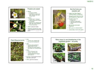 1/6/2013



                                   Flowers are sweet                                                                                                          But the fruits are
                                 Blooms:                                                                                                                       sweeter yet!
                                      Spring into summer
                                                                                                                                                  Larger fruit than Fragaria
                                      Usually Mar. to June in our                                                                                 chiloensis (Beach Strawberry)
                                       area – may also have some
                                       summer bloom                                                                                               Among the most tasty of all the
                                                                                                                                                   wild strawberries –sweet scent
                                 Flowers:
© 2006 Dr. Amadej Trnkoczy
                                      Smaller than F. chiloensis                                                                                 Excellent choice for:
                                      Typical 5-petal white flowers                                                                                      Eating fresh
                                       of the genus                                                                                                       Including in baked goods
                                      Really nice for a ground-cover                                                                                     Making preserves & syrups
                                       plant; light, sweet fragrance                                                                                      Drying
                                      Attract butterflies                                                                                        Berries have antioxidant
                                                                                                                                                   properties
                                 Seeds: usually will reseed
                                                                                                                                                  Berry juice is a natural bleach
                                 Vegetative reproduction: easy
                                   to dig up plantlets to produce new          © 2006 Dr. Amadej Trnkoczy
                                                                                                                                                  Leaves make a tea for GI upsets
                                   plants
                                                            © Project SOUND                                                                                                                           © Project SOUND




                              Soils:                                                        Many ways to use strawberries in the
Plant Requirements                Texture: any, including clays
                                  pH: any local including acidic                               vegetable garden – all pretty
                              Light:
                                  Full sun (cooler gardens) or
                                   dappled shade are best
                                  Will grow fine in part-shade to
                                   quite shady, but fruiting reduced

                              Water:
                                  Winter: likes good rains
                                  Summer: wide tolerance –                   http://www.putteringinthegarden.com/category/fruit/strawberries/


                                   occasional (Zone 2) to regular
                                   water (Zone 3)

                              Fertilizer: fine with light fertilizer –
                                really likes a leaf mulch

                              Other: good frost tolerance
© 2006 Dr. Amadej Trnkoczy
                                                            © Project SOUND                                                                                                                           © Project SOUND
                                                                                                                                                 http://www.tipjunkie.com/how-to-grow-strawberries/




                                                                                                                                                                                                                             18
 