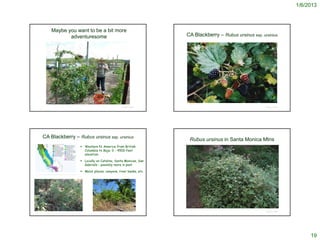 1/6/2013



                          Maybe you want to be a bit more
                                 adventuresome                                                                                                            CA Blackberry – Rubus ursinus ssp. ursinius




                                                                                                                                                          © 2005 Doreen L. Smith
                   http://groweat.blogspot.com/2011/04/derwood-demo-garden-update.html#axzz1wZrtwMAD
                                                                                                                                        © Project SOUND                                        © Project SOUND




           CA Blackberry – Rubus ursinus ssp. ursinius
                                                                                                                                                            Rubus ursinus in Santa Monica Mtns
                                                                         Western N. America from British
                                                                          Columbia to Baja; 0 - 4500 feet
                                                                          elevation

                                                                         Locally on Catalina, Santa Monicas, San
                                                                          Gabriels – possibly more in past

                                                                         Moist places: canyons, river banks, etc.
http://ucjeps.berkeley.edu/cgi-bin/get_JM_treatment.pl?6677,6899,6910




                                                                                                                                        © Project SOUND                                        © Project SOUND
© 2011 Michael O'Brien                                                                     http://www.plumjam.com/wildflowers/5-20-2011.cfm




                                                                                                                                                                                                                      19
 