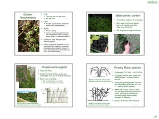 1/6/2013



             Garden                                                           Soils:
                                                                                  Texture: any – not particular                                                                                                               Blackberries: contain
           Requirements                                                           pH: any local
                                                                                                                                                                                                                             Sometimes used as a thorny hedge
                                                                              Light:
                                                                                  Full sun to part-shade; afternoon                                                                                                         Best used in contained places;
                                                                                   shade in hot inland gardens                                                                                                                planters, areas bounded by
                                                                                                                                                                                                                              impervious materials
                                                                              Water:
                                                                                  Winter: plenty                                                                                                                            Can be grown in large containers
                                                                                  Summer: pretty drought tolerant             © 2010 Aaron Arthur


                                                                                   once established; best fruiting in
                                                                                   Water Zone 2-3 (moderate water)

                                                                              Fertilizer: none; likes poor soils;
                                                                                mulching is good

                                                                              Other: Don’t plant brambles in a site
                                                                                where potatoes, eggplants, tomatoes,
                                                                                and peppers have grown in the past 3
                                                                                years; site may contain verticillium wilt
                                                                                which will harm brambles.
      © 2012 Michael O'Brien
                                                                                                             © Project SOUND       http://www.ebay.com/itm/Wild-Northern-Blackberry-20-Seeds-Rubus-Ursinus/270983468691                             © Project SOUND




                                                                              Provide some support                                                                                                                          Pruning Rubus species
                                                                          Chain-link fence
                                                                                                                                                                                                                           Primocanes: first year – non-fruiting
                                                                          Garden trellis or frame: attach with
                                                                           clothespins, twist-ties or strips of old nylons                                                                                                 Floricanes: second year canes with
                                                                                                                                                                                                                            side branches – produce flowers,
                                                                          More classic methods                                Figure 1. Primocanes of thorny, erect                                                        berries
                                                                             One-line trellis (two-wire trellis)              blackberries that have not been pruned.
                                                                             Two-line trellis (Cross-arm trellis)                                                                                                         During the growing season, tip back
                                                                                                                                                                                                                            each developing primocane to ~ 4-5
                                                                                                                                                                                                                            ft. ; lateral shoots develop

                                                                                                                                                                                                                           When the fruiting season is over,
https://appserver1.kwantlen.ca/apps/plantid/plantid.nsf/lookup/73C488F
4F1EAF5628825772A0060BFD7?OpenDocument


                                                                                                                                                                                                                            cut out spent floricanes at the root
                                                                                                                                                                                                                            crown. Do not prune floricanes
                                                                                                                                                                                                                            before fruiting season unless
                                                                                                                                                                                                                            damaged or diseased.

                                                                                                                                                                                                                           Discard all pruned plant material.
 One-line trellis for trailing blackberries.                                                                                   Figure 2. Primocanes of thorny, erect
 Spread floricanes up on a two-wire system.                                                                  © Project SOUND   blackberries that have been pruned.                                                                                  © Project SOUND




                                                                                                                                                                                                                                                                           21
 