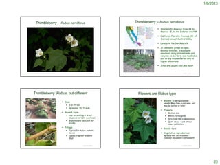 1/6/2013




                         Thimbleberry – Rubus parviflorus                                                                              Thimbleberry – Rubus parviflorus
                                                                                                                                                           Western N. America from AK to
                                                                                                                                                            Mexico – E. to the Dakotas and NM

                                                                                                                                                           California Floristic Province (W. of
                                                                                                                                                            Sierras) except Central Valley

                                                                                                                                                           Locally in the San Gabriels

                                                                                                                                                           It commonly grows on open,
                                                                                                                                                            wooded hillsides, in subalpine
                                                                                                                                                            meadows, along streambanks and
                                                                                                                                                            canyons, on borders, and roadsides,
                                                                                                                                                            and on dry exposed sites only at
                                                                                                                                                            higher elevations.

                                                                                                                                                           Sites are usually cool and moist


    Dr. Robert T. and Margaret Orr © California Academy of Sciences                                            © 2009 Julie Kierstead Nelson
                                                                                            © Project SOUND                                                                         © Project SOUND




                 Thimbleberry: Rubus, but different                                                                                            Flowers are Rubus type
                                                                                                                                                              Blooms: in spring/summer;
                                                                       Size:
                                                                                                                                                                usually May-June in our area, but
                                                                            3-6+ ft tall                                                                       may be earlier or later
                                                                            spreading; 15+ ft wide
                                                                                                                                                              Flowers:
                                                                       Growth form:                                                                                Medium size
                                                                            Low, scrambling or erect                                                               White (rarely pink)
                                                                             (depends on light; moisture)
 © 1991 Gary A. Monroe                                                                                                                                              Very rose-like in appearance.
                                                                            Branches are hairy but not
                                                                                                                                                                    Quite showy – and attract
                                                                             prickly
                                                                                                                                                                     insect pollinators
                                                                       Foliage:                                                                              Seeds: hard
                                                                            Typical for Rubus; palmate
                                                                             leaves                                                                           Vegetative reproduction:
                                                                            Leaves fragrant on warm                                                            spreads well via rhizomes –
                                                                             days                                                                               consider placement/containment


© 2011 Zoya Akulova                                                                                           © 2004 Robert Sivinski
                                                                                            © Project SOUND                                                                         © Project SOUND




                                                                                                                                                                                                           23
 