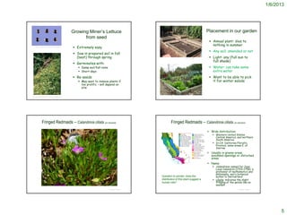 1/6/2013




                                                            Growing Miner’s Lettuce                                                                Placement in our garden
                                                                  from seed
                                                                                                                                                     Annual plant: dies to
                                                                                                                                                      nothing in summer
     Steve Hurst @ USDA-NRCS PLANTS Database
                                                             Extremely easy
                                                                                                                                                     Any soil: amended or not
                                                             Sow in prepared soil in fall
                                                              (best) through spring                                            © by Gena Zolotar     Light: any (full sun to
                                                                                                                                                      full shade)
                                                             Germinates with:
                                                                Damp soil/fall rains                                                                Water: can take some
                                                                Short days                                                                           extra water
                                                             Re-seeds                                                                               Want to be able to pick
                                                                May want to remove plants if                                                         it for winter salads
                                                                 too prolific – will depend on
                                                                 site

http://www.pacifichorticulture.org/phv66n3.editorial.html




                  Fringed Redmaids – Calandrinia ciliata var menziesii                                            Fringed Redmaids – Calandrinia ciliata var menziesii
                                                                                                                                                    Wide distribution:
                                                                                                                                                       Western United States ,
                                                                                                                                                        Central America, and northern
                                                                                                                                                        South America.
                                                                                                                                                       In CA: California Floristic
                                                                                                                                                        Province, some areas E. of
                                                                                                                                                        Sierras
                                                                                                                                                    Usually in grassy areas,
                                                                                                                                                     woodland openings or disturbed
                                                                                                                                                     areas
                                                                                                                                                    Name:
                                                                                                                                                       Calandrinia: named for Jean
                                                                                                                                                        Louis Calandrini (1703-1758), a
                                                                                                                                                        professor of mathematics and
                                                                                                                                                        philosophy, and a botanical
                                                                                                          Question to ponder: does the                  author in Switzerland
                                                                                                          distribution of this plant suggest a         ciliata: indicates the slight
                                                                                                          human role?                                   fringing of the petals like an
                                                                                                                                                        eyelash
                                                                                        © Project SOUND                                                                   © Project SOUND




                                                                                                                                                                                                  5
 