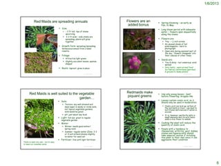 1/6/2013



                        Red Maids are spreading annuals                                           Flowers are an                             Spring-blooming – as early as
                                                                                                   added bonus                                Feb. to May
                                            Size:                                                                                           Long bloom period with adequate
                                                   < 2 ft tall; tips of stems                                                                water – flowers open sequentially
                                                    upcurviing                                                                                along the stems
                                                    2-3 ft wide – side stems are
                                                    spreading; plants will grow                                                              Flowers are:
                                                    together                                                                                     Tiny - < ½ inch across
                                                                                                                                                 An unusual shade of hot
                                            Growth form: sprawling/spreading                                                                     pink/magenta – hard to
                                               herbaceous annual from a basal                                                                     photograph
                                               rosette.                                    Robert Potts © California Academy of Sciences
                                                                                                                                                 Open only during sunniest part of
                                                                                                                                                  the day – flowers ‘disappear’ into
                                            Foliage:                                                                                             their calyces at other times
                                                 Attractive light green
                                                                                                                                             Seeds are:
                                                 Slightly succulent leaves; spatula
                                                                                                                                                 Tiny & shiny – but numerous; wind
                                                  shaped                                                                                          spread
                                            Roots: taproot; grow in place                                                                       Very tasty – were prized food
                                                                                                                                                  for Native Californians (parched
                                                                                                                                                  & ground to make pinole)
  © 2006 Chris Wagner
                                                                         © Project SOUND                                                                               © Project SOUND
                                                                                           Jo-Ann Ordano © California Academy of Sciences




           Red Maids is well suited to the vegetable                                               Redmaids make                             Use only young leaves – best
                                                                                                   piquant greens                             before flowering; Arugala-like
                                           garden…
                                            Soils:                                                                                          Leaves contain oxalic acid, so it
                                                                                                                                              should only be used in moderation.
                                                Texture: any well-drained soil;
                                                 does super in sandy or rocky soils,                                                             Oxalic acid can lock up certain of
                                                                                                                                                  the nutrients in food - can lead to
                                                 but typical vegetable gardens                                                                    nutritional deficiencies if eaten in
                                                 soils would be great                                                                             excess.
                                                pH: just about any local                                                                        It is, however, perfectly safe in
                                            Light: full sun; great in regular                                                                    small amounts and its acid taste
                                                                                                                                                  adds a nice flavor to salads.
                                              vegetable garden
                                            Water:                                                                                          Cooking the plant will reduce the
                                                                                                                                              quantity of oxalic acid.
                                                Winter: needs good winter/
                                                 spring rains                                                                                People with a tendency to
                                                Summer: regular water (Zone 2-3                                                              rheumatism, arthritis, gout, kidney
                                                 or 3) will extend blooms slightly;                                                           stones and hyperacidity should
                                                                                                                                              take especial caution if including
                                                 no water for seed set                                                                        this plant in their diet since it can
                                            Fertilizer: fine with light fertilizer                                                           aggravate their condition
Plants re-seed very well – but it’s easy
to weed out unwanted plants
                                                                         © Project SOUND                                                                               © Project SOUND




                                                                                                                                                                                               6
 