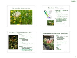 1/6/2013




                         Bull clover/ Sour Clover –                Trifolium fucatum                           Bull clover – Trifolium fucatum
                                                                                                                                        West coast of N. America from
                                                                                                                                         OR to Baja

                                                                                                                                        In CA either:
                                                                                                                                           Foothills of Sierras and other
                                                                                                                                            ranges
                                                                                                                                           Coastally-influenced areas <
                                                                                                                                            3000 ft. elevation

                                                                                                                                        Locally abundant. Moist, open
                                                                                                                                         grassland, ditches, marshes,
                                                                                                                                         roadsides, sometimes saline or
                                                                                                                                         serpentine soils
                                                                                                                                        fucatum: painted, dyed

          © 2004 Carol W. Witham

                                                                                                          © 2005 George W. Hartwell
                                                                                 © Project SOUND                                                                © Project SOUND




    Bull Clover is a fairly typical native annual clover                                           Flowers are among the prettier clover flowers
                                                 Size:
                                                    < 1 ft tall                                                                       Blooms:
                                                       1-3 ft wide; slightly spreading                                                   Usually Apr-June in S. CA ; after
                                                                                                                                           weather warms up
                                                 Growth form:                                                                            Long bloom period with
                                                     Mounded; low-lying                                                                   supplemental water
                                                     Typical for clovers
                                                                                                                                       Flowers:
                                                 Foliage:                                                                                Typical for clover; small pea-type
                                                     Leaves typical ‘clover-leaf’ – often                                                 flowers in a ball-like head
                                                      white-patterned                                                                     Cream-colored tinged with
                                                     Stems robust, hollow                                                                 pink/mauve
                                                                                                                                          Edible
                                                 Roots:
                                                     Have symbiotic relationship with                                                 Seeds:
                                                      nitrogen-fixing bacteria                                                            Small
Robert Potts © California Academy of Sciences        Leave roots in soil to improve soil                                                 Edible fresh
                                                      fertility (just harvest the tops)
                                                                                 © Project SOUND                                                                © Project SOUND




                                                                                                                                                                                        8
 