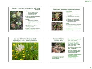 1/6/2013



             Clovers – not hard to grow once you know
                                              the trick                                     Most parts of clovers are edible in spring
                                        Soils:
                                                                                                                                                             Fresh greens
                                            Texture: any well-drained
                                                                                                                                                                Raw or cooked
                                            pH: any, including alkali
                                                                                                                                                                Limit intake of uncooked clover –
                                            Even takes salty soils                                                                                              causes gas
                                        Light: full sun to part-shade; good                                                                                    Use cooked clover like spinach
                                          under deciduous trees
                                                                                                                                                             Flowers
                                        Water:                                                                                                                 Make nice addition to a salad
                                            Winter: needs moist soils                                                                                          Leave some for the pollinators –
                                            Summer: needs regular water                                                                                         great pollinator plants
                                             until flowering ceases – then cut
                                                                                                                                                             Seeds
                                             back
                                                                                                                                                                Native Californians ate them fresh
                                        Fertilizer: not needed, but                                                                                            Many animals & birds also like
                                          probably won’t hurt                                                                                                    clover seeds

                                        Other: to start seeds give them a                                                                                   Native Californians look forward to fresh
© 2007 Aaron Schusteff
                                          hot-water treatment                                                                                                clover in the spring!
                                                                © Project SOUND    © 2007 Neal Kramer                                                                                     © Project SOUND




                   Use any CA native clover as food,                                    Your resolutions:                                                        Minor changes to some raised
                                                                                                                                                                  beds – a few repairs
                 improve your soil & attract pollinators                                 summer 2012
                                                                                                                                                                 Convert the back beds to
                                                                                                                                                                  narrow beds for specialty
                                                                                                                                                                  crops – more space between
                                                                                                                                                                  them & back fence

                                                                                                                                                                 Better use of the back fence
                                                                                                                                                                  area: ?? New vines

                                                                                                                                                                 Add a few more beds – allow
                                                                                                                                                                  you to ‘rest’ some beds each
                                                                                                                                                                  year for plant health
                                                                                  http://blog.gardenerd.com/2007/10/13/raised-beds--part-1-materials.aspx


                                                                                                                                                                 Create open areas surrounding
                                                                                                                                                                  garden for pollinator
                                                                                   Incorporate native plants into
                                                                                                                                                                  plants/plants to attract
                                                                                   the edible garden; use more
                                                                                                                                                                  beneficial insects
                                                                                   heirloom varieties
              © 2004 Carol W. Witham


                                                                © Project SOUND                                                                                                           © Project SOUND




                                                                                                                                                                                                                  9
 