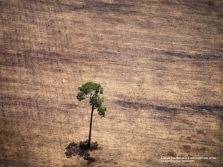 A single tree stands in a deforested area of the
Amazon(Raphael Alves/AFP)
 