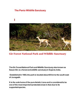 The Pania Wildlife Sanctuary 
1 
Gir Forest National Park and Wildlife Sanctuary 
The Gir Forest National Park and Wildlife Sanctuary also known as 
Sasan-Gir, is a forest and wildlife sanctuary in Gujarat, India. 
Established in 1965, the park is located about 65 km to the south-east 
of Junagadh. 
It is the sole home of the pure Asiatic Lions and is considered to be 
one of the most important protected areas in Asia due to its 
supported species. 
 