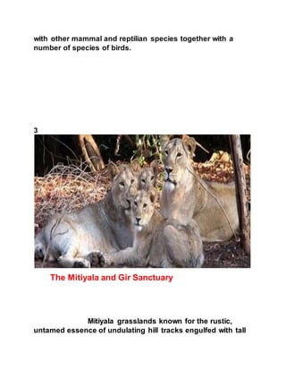with other mammal and reptilian species together with a 
number of species of birds. 
3 
The Mitiyala and Gir Sanctuary 
Mitiyala grasslands known for the rustic, 
untamed essence of undulating hill tracks engulfed with tall 
 