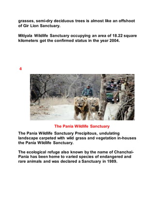 grasses, semi-dry deciduous trees is almost like an offshoot 
of Gir Lion Sanctuary. 
Mitiyala Wildlife Sanctuary occupying an area of 18.22 square 
kilometers got the confirmed status in the year 2004. 
4 
The Pania Wildlife Sanctuary 
The Pania Wildlife Sanctuary Precipitous, undulating 
landscape carpeted with wild grass and vegetation in-houses 
the Pania Wildlife Sanctuary. 
The ecological refuge also known by the name of Chanchai- 
Pania has been home to varied species of endangered and 
rare animals and was declared a Sanctuary in 1989. 
 