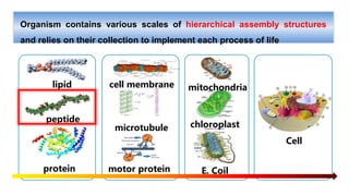 lipid
peptide
protein
Cell
cell membrane
microtubule
motor protein E. Coil
chloroplast
mitochondria
Organism contains vari...