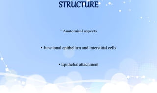 STRUCTURE
• Anatomical aspects
• Junctional epithelium and interstitial cells
• Epithelial attachment
 